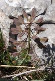 Noccaea macrantha. Соплодие. Крым, Ялтинский горно-лесной природный запов., Ай-Петри. 23.05.2013.