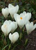 Crocus vernus. Цветущие растения ('Jeanne d'Arc'). Крым, Бахчисарай, частное владение, в культуре. 26 марта 2011 г.