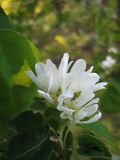 genus Amelanchier