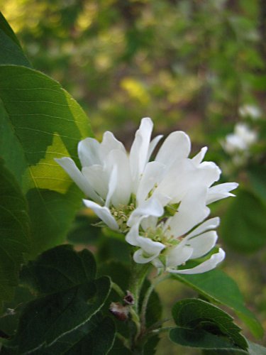 Изображение особи род Amelanchier.