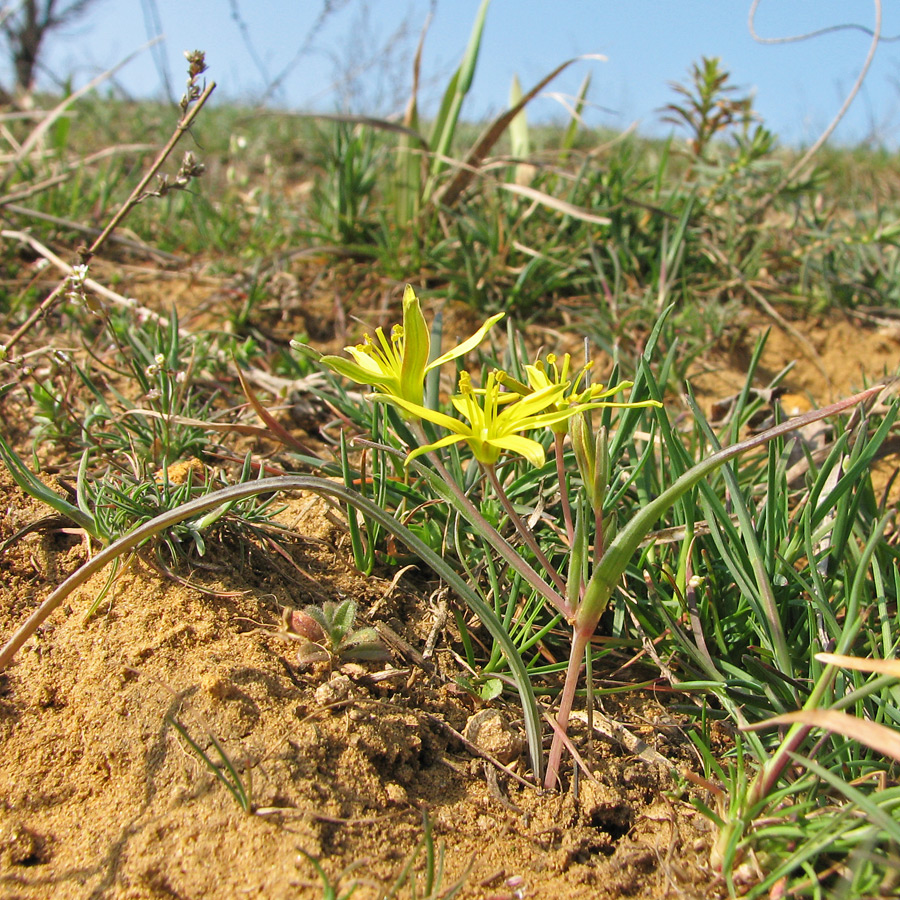 Image of genus Gagea specimen.