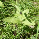 Image of taxon representative. Author is Тамара Риб