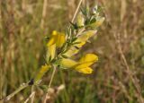 Chamaecytisus colchicus. Верхушка цветущего побега. Украина, г. Запорожье, пос. Солнечный, балка. 25.04.2014.