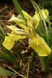 Iris humilis. Цветущее растение (Iris mandshurica Maxim.) на известняковом каменистом склоне. Приморский край, Партизанский р-н, устье р. Партизанская на левом берегу, гора Сестра. 30.04.2014.