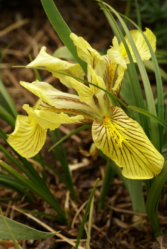 Изображение особи Iris humilis.