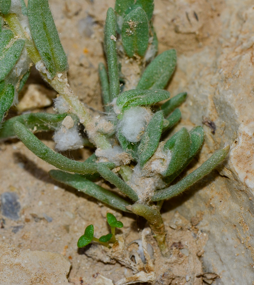 Image of Bassia eriophora specimen.
