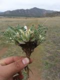 Astragalus galactites