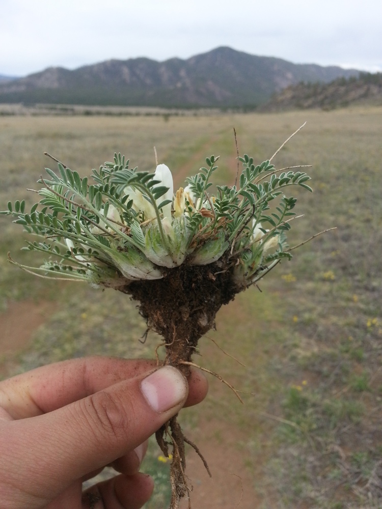 Изображение особи Astragalus galactites.