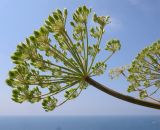 Heracleum stevenii. Соплодие с незрелыми плодами. Краснодарский край, м/о Анапа, окр. пос. Бол. Утриш, обрывисто-осыпной береговой склон. 24.05.2014.