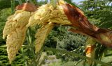 Trachycarpus fortunei. Верхушка цветоносного побега с нераспустившимися соцветиями. Германия, г. Дюссельдорф, Ботанический сад университета. 04.05.2014.