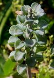 genus Muscari. Соплодие. Германия, г. Дюссельдорф, Ботанический сад университета. 04.05.2014.