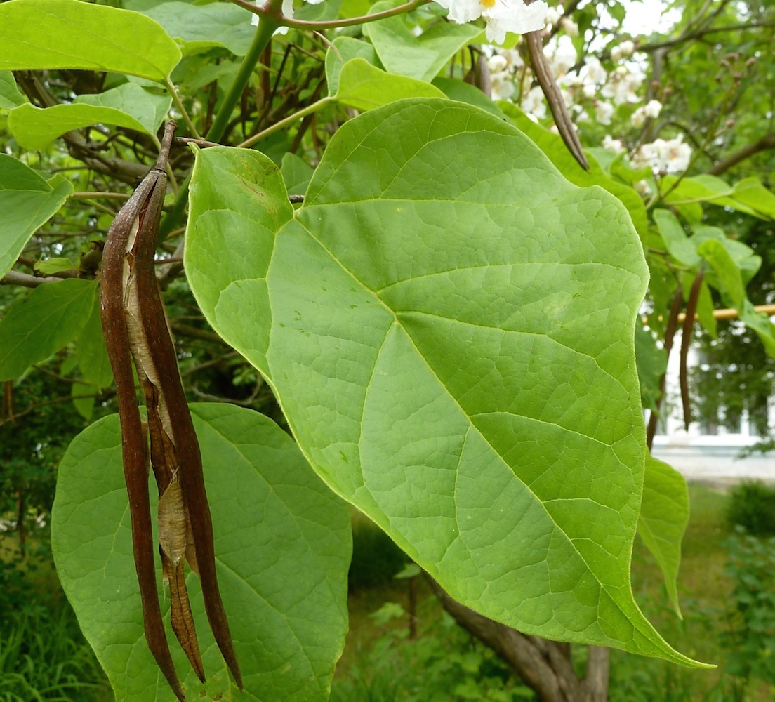 Image of Catalpa bignonioides specimen.