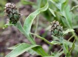 Centaurea triumfettii. Верхушки побегов с нераскрывшимися соцветиями. Германия, г. Дюссельдорф, Ботанический сад университета. 02.06.2014.