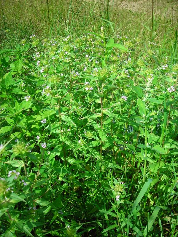 Image of Collomia linearis specimen.