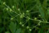 Thalictrum ussuriense. Часть соплодия с незрелыми плодами. Приморский край, Шкотовский р-н, окр. с. Романовка, левый берег р. Суходол, опушка долинного леса. 13.07.2014.