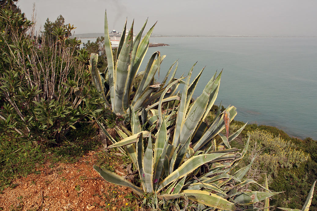 Image of Agave americana var. variegata specimen.