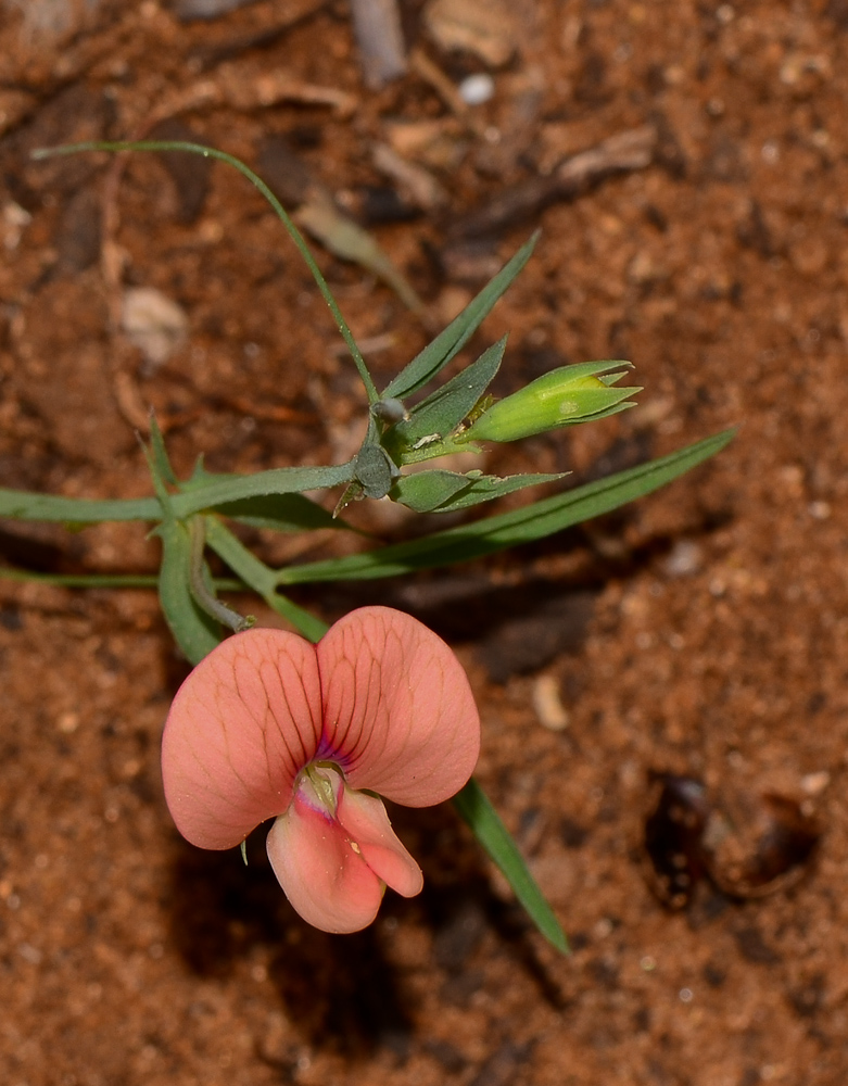 Изображение особи Lathyrus marmoratus.