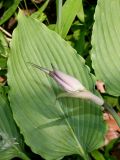 Hosta plantaginea