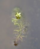 Aldrovanda vesiculosa