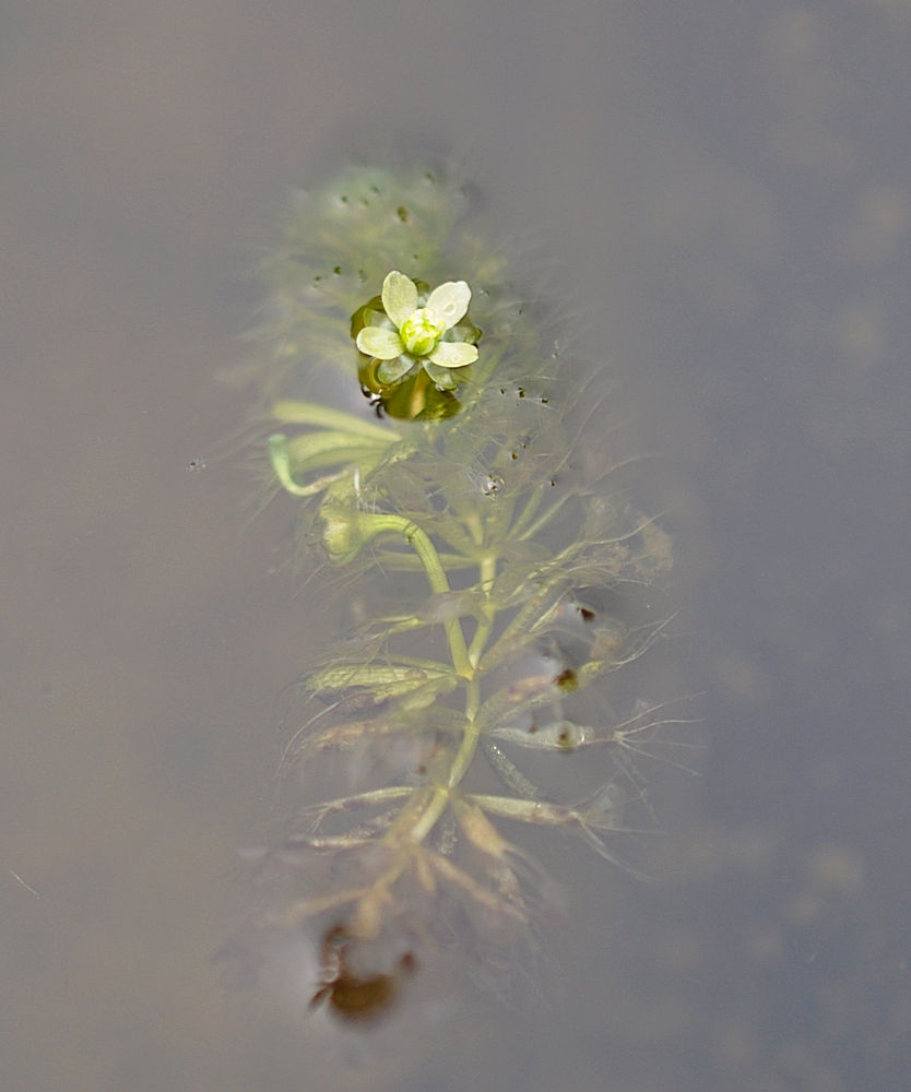 Image of Aldrovanda vesiculosa specimen.