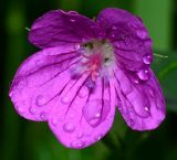 Geranium palustre