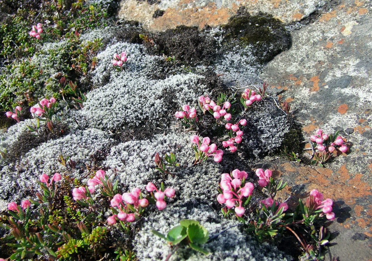 Изображение особи Andromeda polifolia.