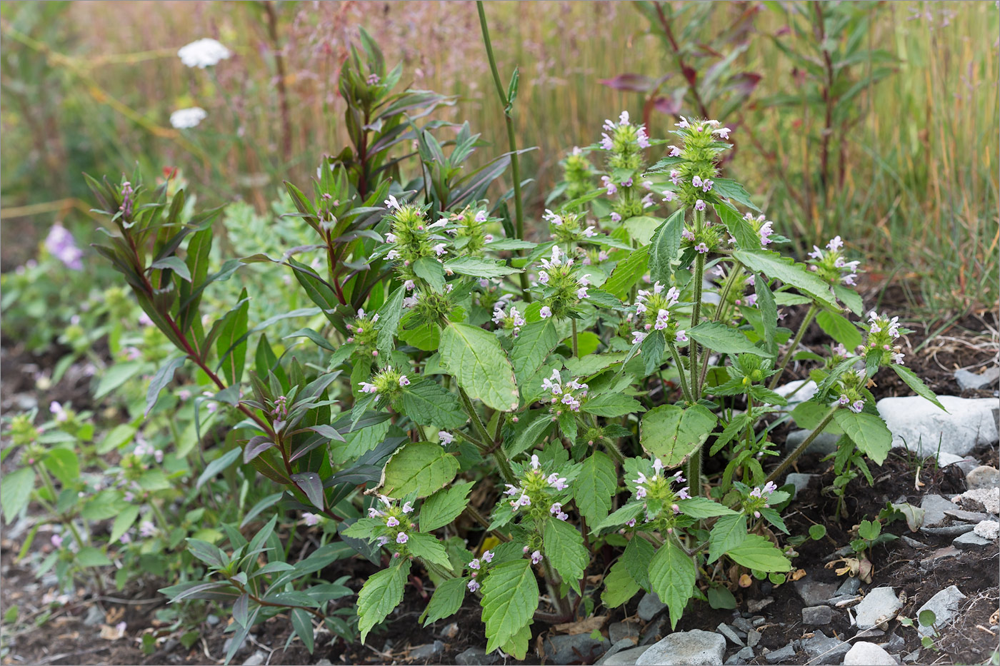 Изображение особи Galeopsis bifida.