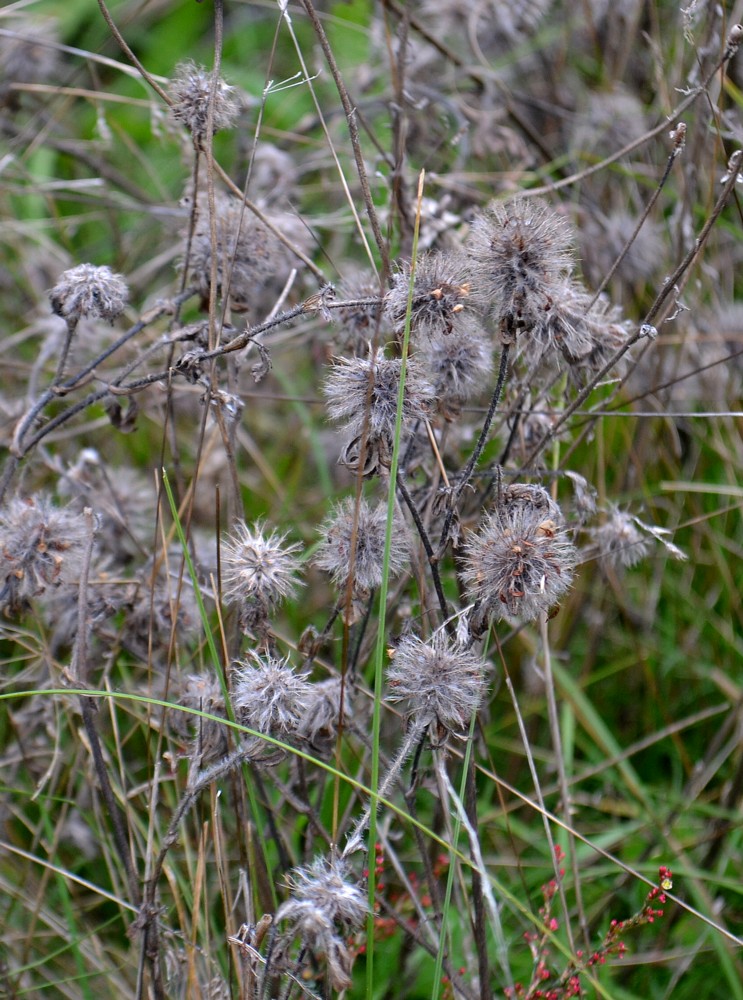 Изображение особи Trifolium arvense.