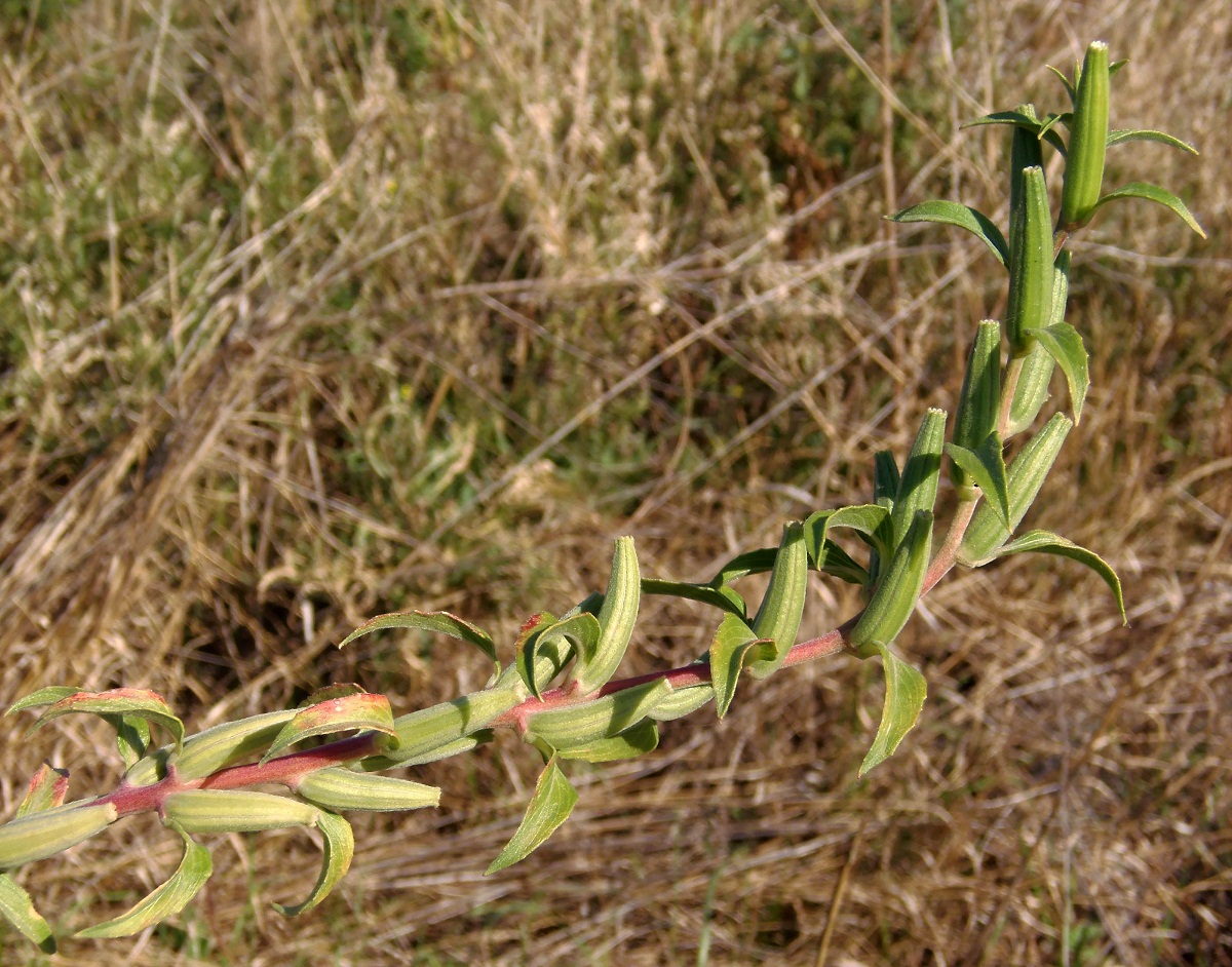 Image of Oenothera depressa specimen.