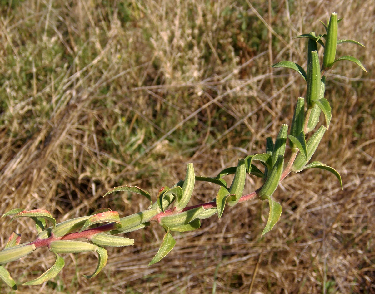 Image of Oenothera depressa specimen.