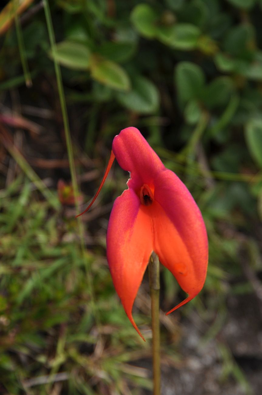 Image of Masdevallia veitchiana specimen.