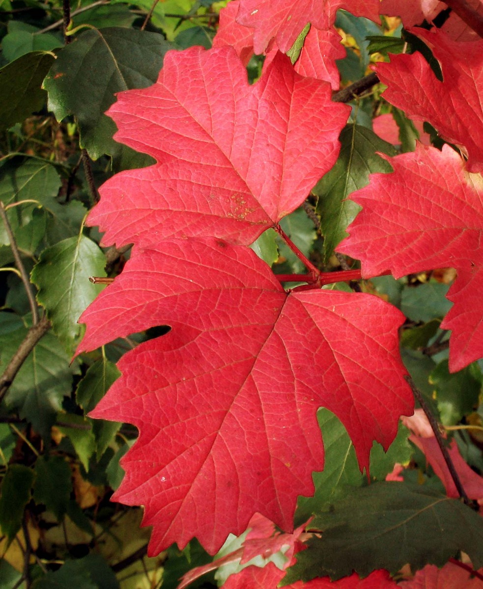 Изображение особи Viburnum opulus.