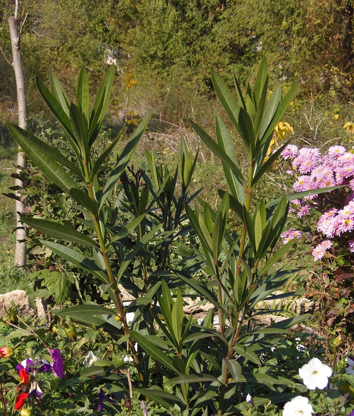 Image of Nerium oleander specimen.
