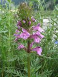 Pedicularis macrochila. Верхушка растения с соцветием. Казахстан, Сев. Тянь-Шань, Заилийский Алатау в окр. Алматы, р-н Бол. Алматинского оз., выс. 2700 м н.у.м. 1 июня 2011 г.