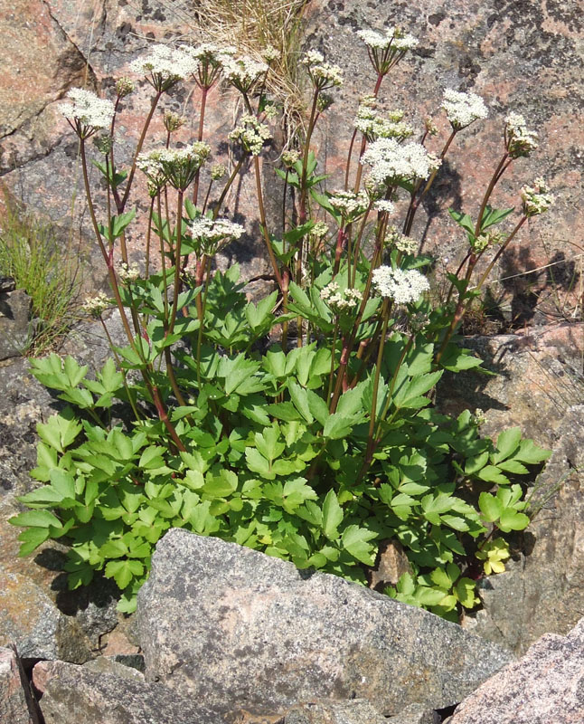 Image of Ligusticum scoticum specimen.