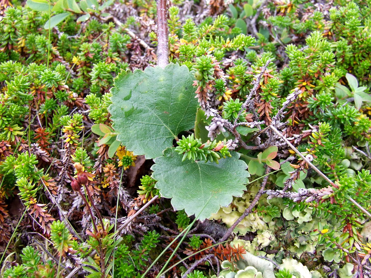 Image of genus Betula specimen.
