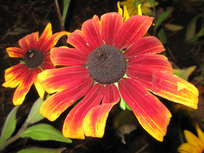 Image of Rudbeckia hirta specimen.