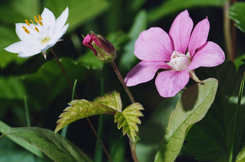 Изображение особи Rubus arcticus.