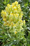 Linaria vulgaris