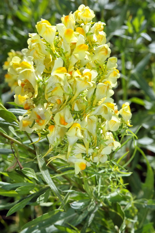 Изображение особи Linaria vulgaris.