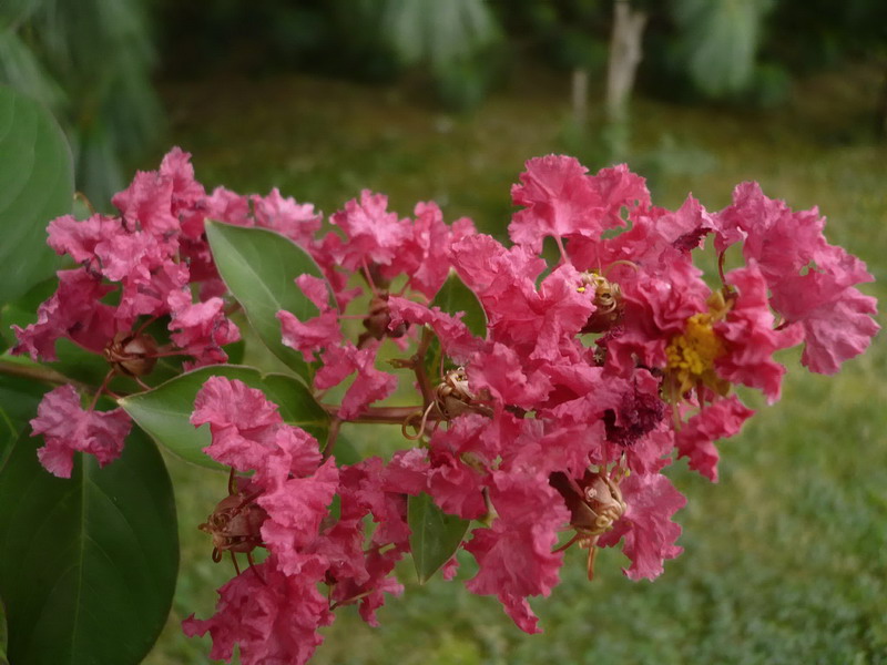 Image of Lagerstroemia indica specimen.