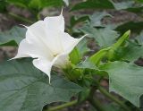 Datura stramonium. Верхушка цветущего растения. Барнаул, Пивоварский песчаный карьер, свалка. 21.08.2009.