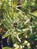 Omalotheca norvegica