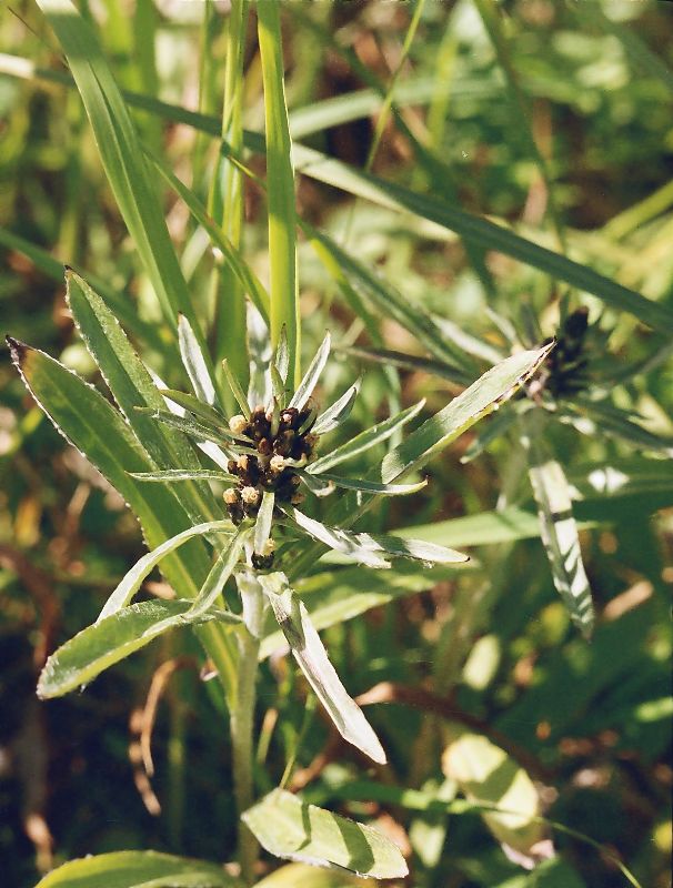 Изображение особи Omalotheca norvegica.