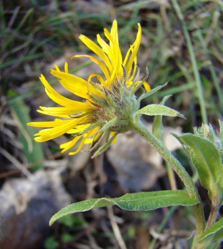 Изображение особи Inula britannica.