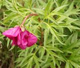 Paeonia intermedia