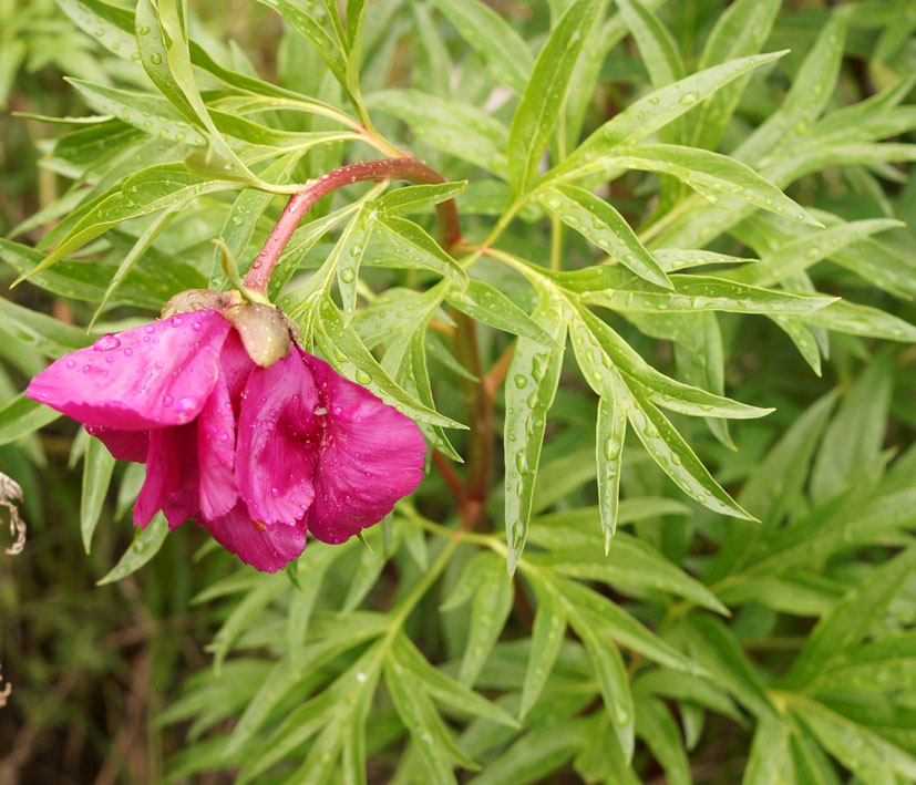 Изображение особи Paeonia intermedia.