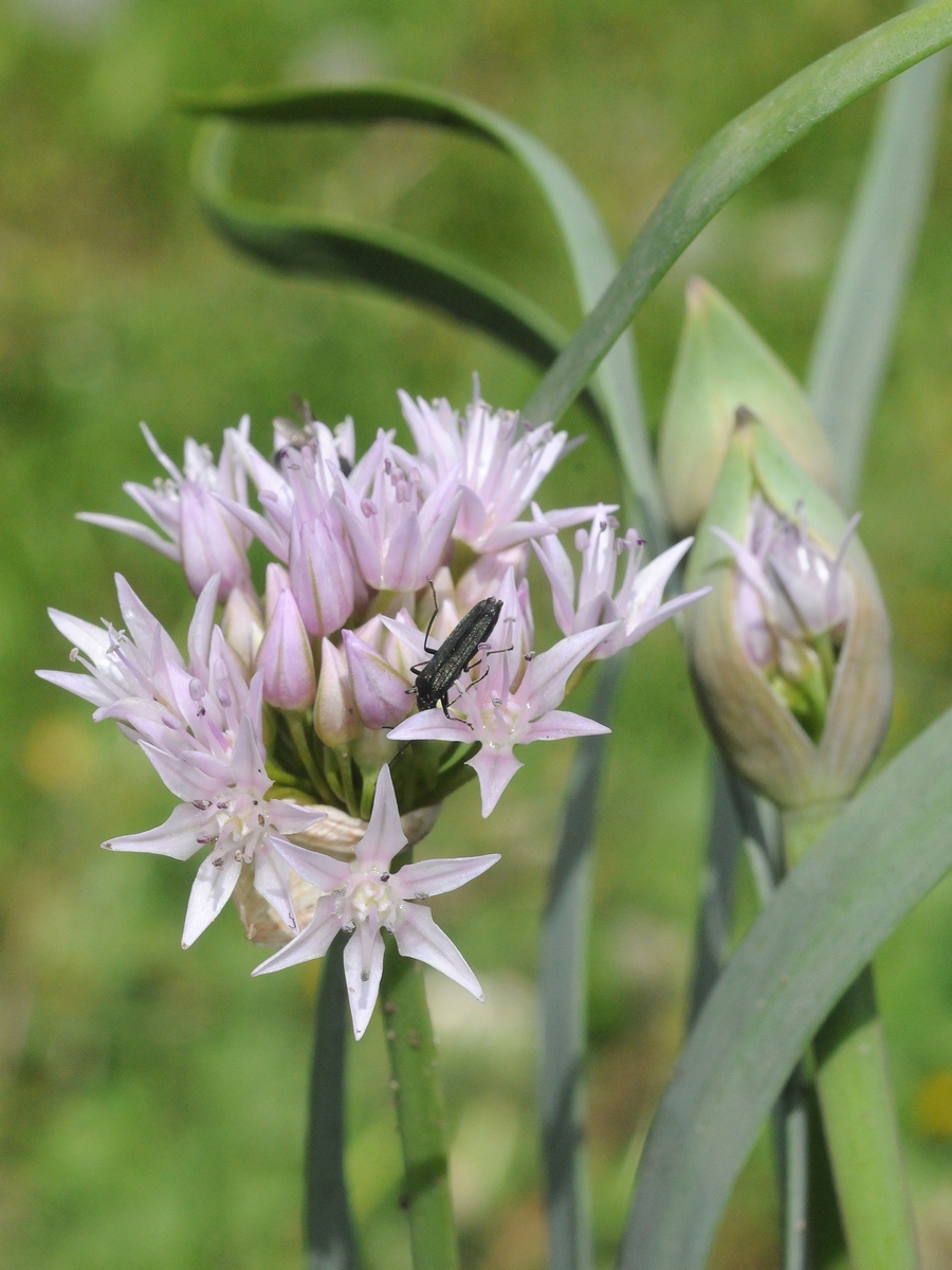 Изображение особи Allium tolmiei var. platyphyllum.