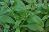 Myosotis sparsiflora