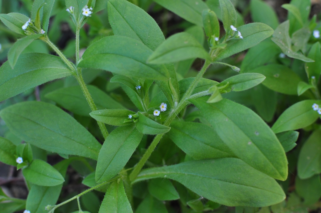 Изображение особи Myosotis sparsiflora.